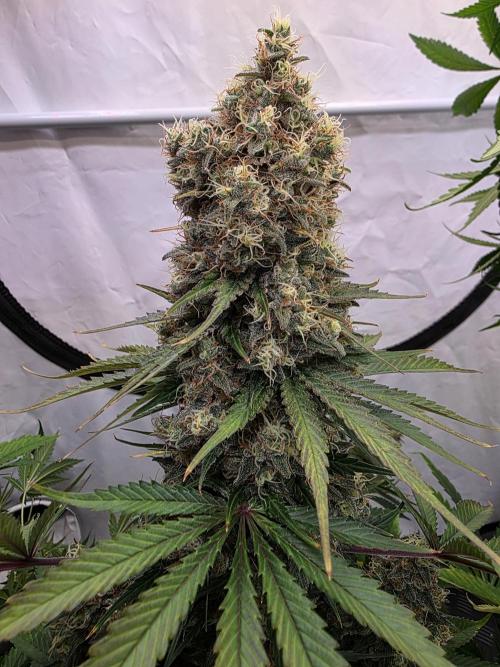 Eternity Grow Cup 2026 - Sticky Broccoli. Week 12