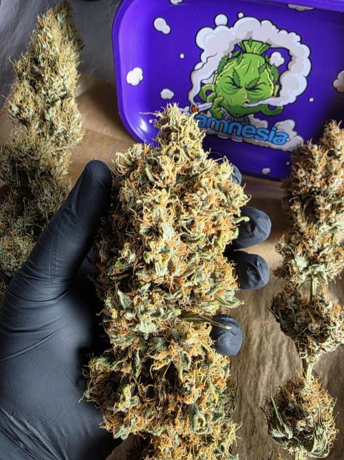 Eternity Grow Cup 2026 - Sticky Broccoli. Week 12 - 31.5.2026