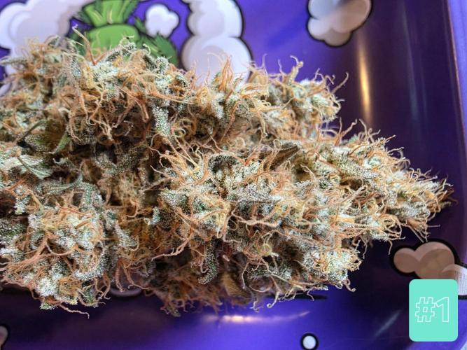 Eternity Grow Cup 2026 - Sticky Broccoli. Week 12 - 31.5.2026