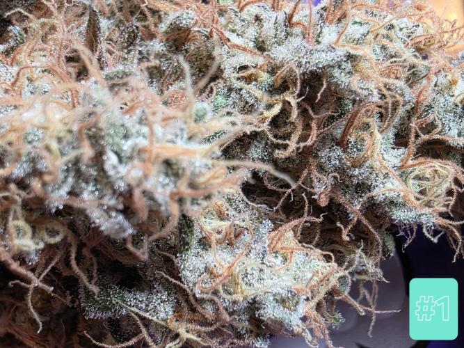 Eternity Grow Cup 2026 - Sticky Broccoli. Week 12 - 31.5.2026