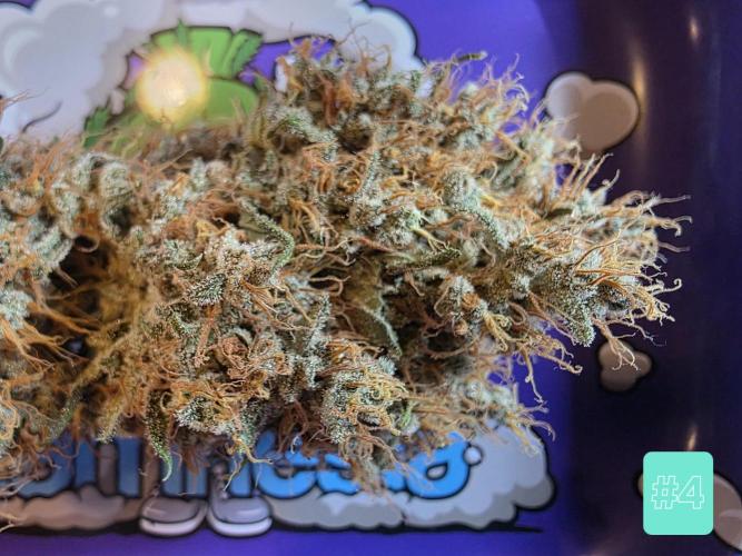 Eternity Grow Cup 2026 - Sticky Broccoli. Week 12 - 31.5.2026