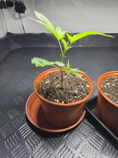 Super Buff Cherry #26 Stecklinge. Week 1 - 5.6.2026