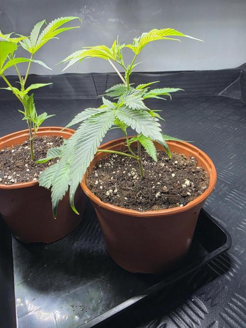 Super Buff Cherry #26 Stecklinge. Week 1 - 5.6.2026