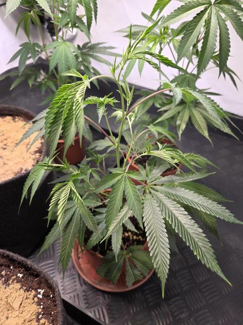 Super Buff Cherry● Colorado Nightshifter. Week 3