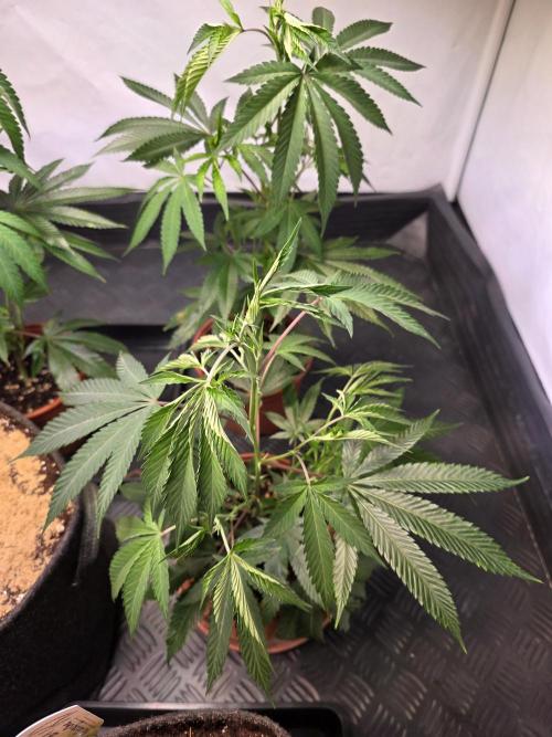 Super Buff Cherry● Colorado Nightshifter. Week 3