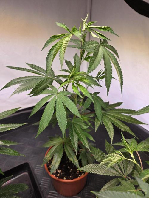Super Buff Cherry● Colorado Nightshifter. Week 3