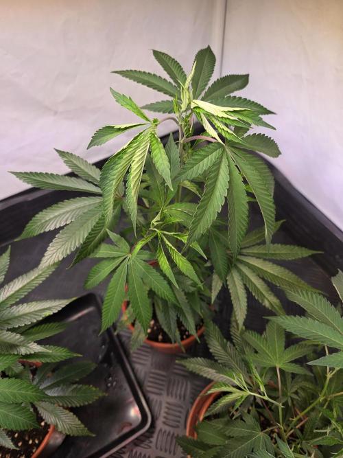 Super Buff Cherry● Colorado Nightshifter. Week 3