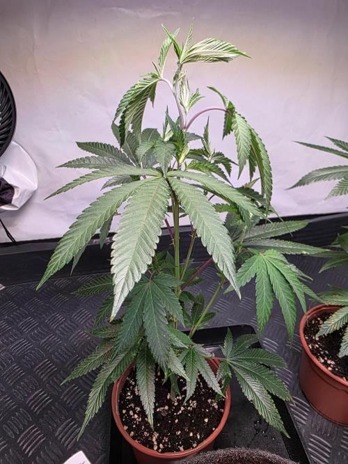 Super Buff Cherry● Colorado Nightshifter. Week 3