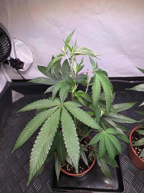 Super Buff Cherry● Colorado Nightshifter. Week 3
