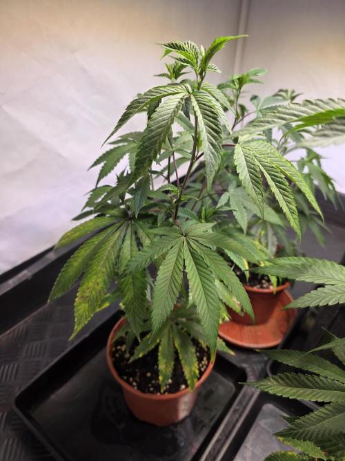 Super Buff Cherry● Colorado Nightshifter. Week 4