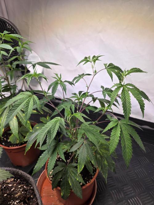 Super Buff Cherry● Colorado Nightshifter. Week 4
