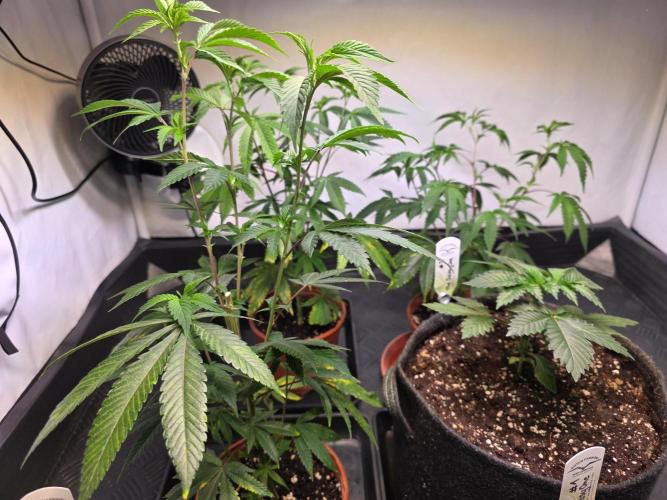 Super Buff Cherry● Colorado Nightshifter. Week 4
