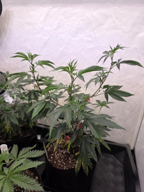 Super Buff Cherry● Colorado Nightshifter. Week 5