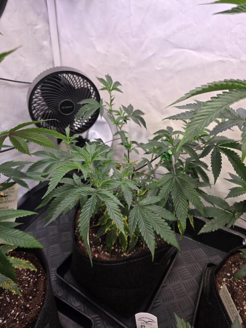 Super Buff Cherry● Colorado Nightshifter. Week 5