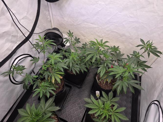 Super Buff Cherry● Colorado Nightshifter. Week 5