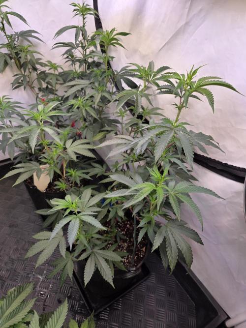 Super Buff Cherry● Colorado Nightshifter. Week 6