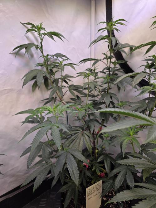 Super Buff Cherry● Colorado Nightshifter. Week 6