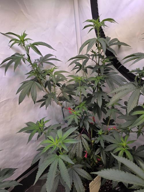 Super Buff Cherry● Colorado Nightshifter. Week 6