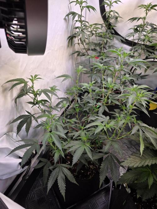 Super Buff Cherry● Colorado Nightshifter. Week 6