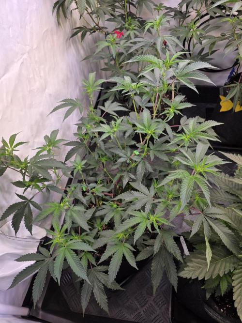 Super Buff Cherry● Colorado Nightshifter. Week 6