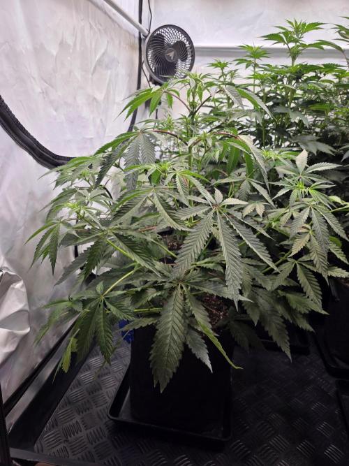 The Gassy One ● F027 ● SSSC ● Contest 26. Week 6 - #3 