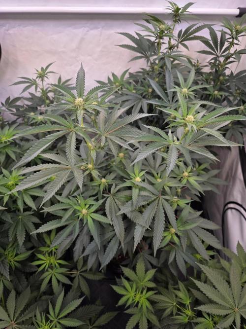 Super Buff Cherry● Colorado Nightshifter. Week 7 - Super Buff Cherry #26 
