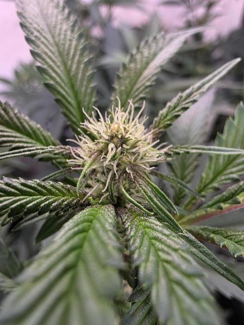 Super Buff Cherry● Colorado Nightshifter. Week 7 - Super Buff Cherry #26 