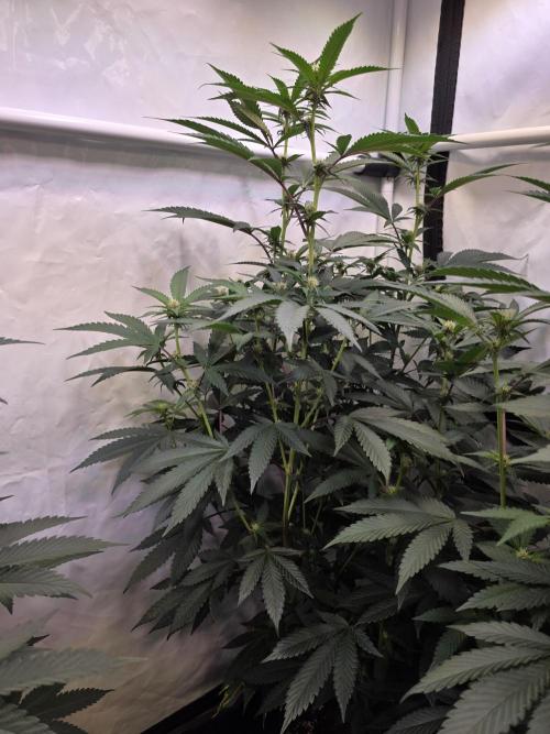 Super Buff Cherry● Colorado Nightshifter. Week 7 - Super Buff Cherry #26 