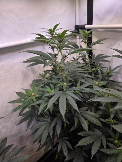 Super Buff Cherry● Colorado Nightshifter. Week 7 - Super Buff Cherry #26 