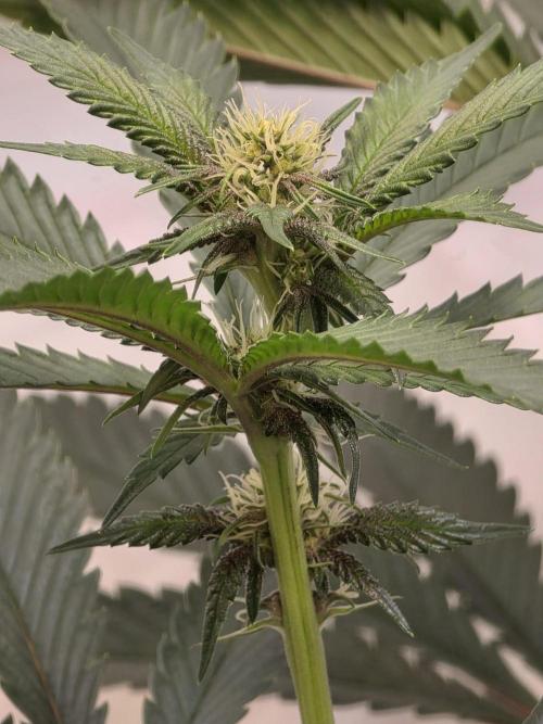 Super Buff Cherry● Colorado Nightshifter. Week 7 - Super Buff Cherry #26 
