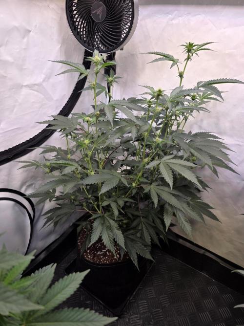 Super Buff Cherry● Colorado Nightshifter. Week 7 - Colorado Nightshifter 