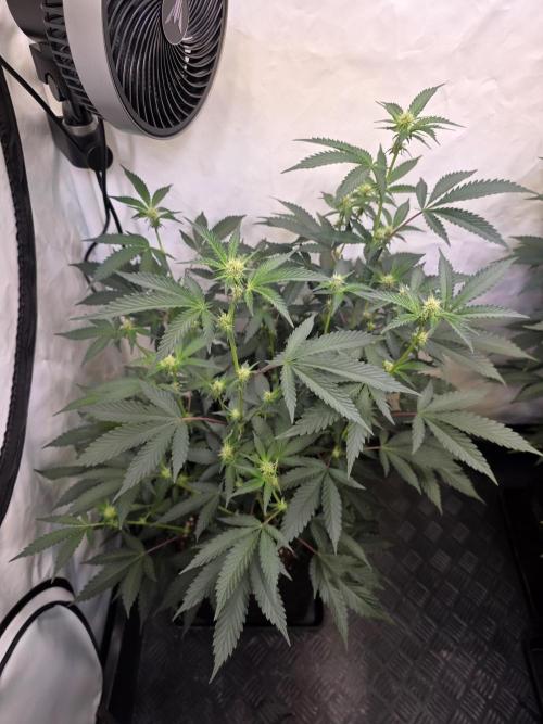Super Buff Cherry● Colorado Nightshifter. Week 7 - Colorado Nightshifter 