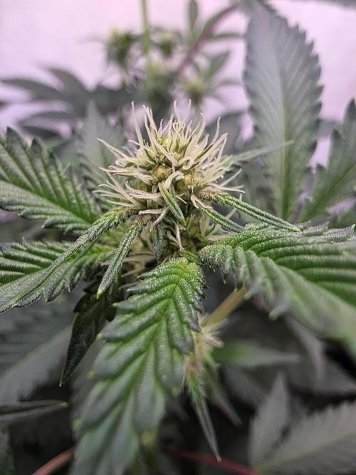 Super Buff Cherry● Colorado Nightshifter. Week 7 - Colorado Nightshifter 