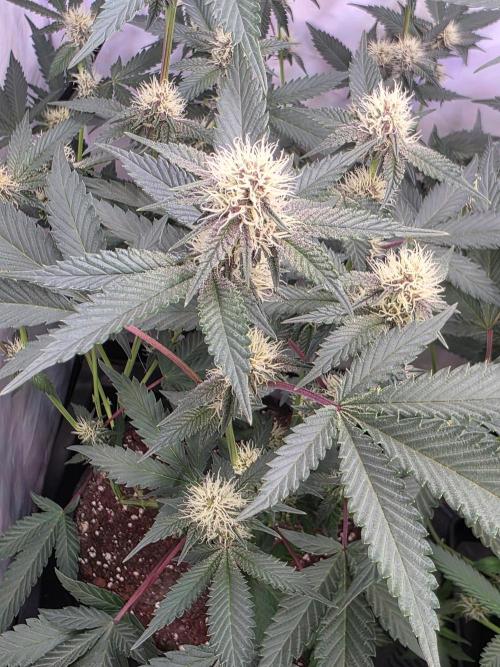 Super Buff Cherry● Colorado Nightshifter. Week 8