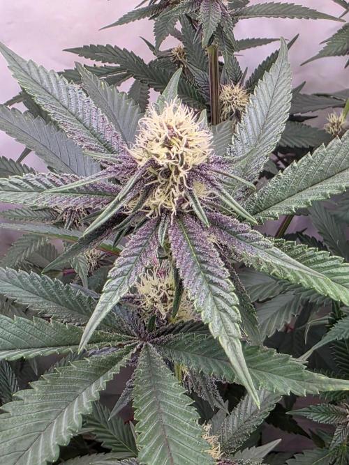 Super Buff Cherry● Colorado Nightshifter. Week 8