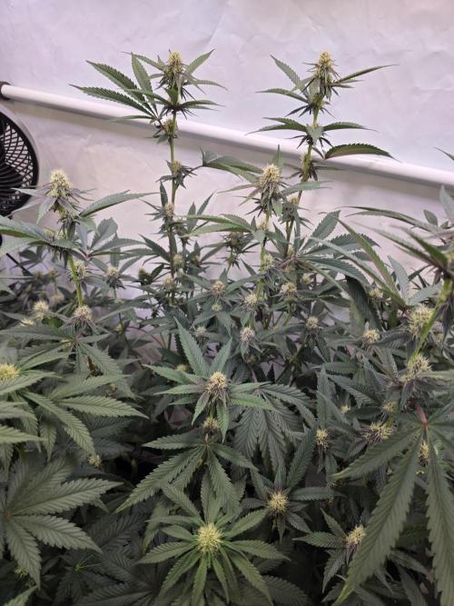 Super Buff Cherry● Colorado Nightshifter. Week 8