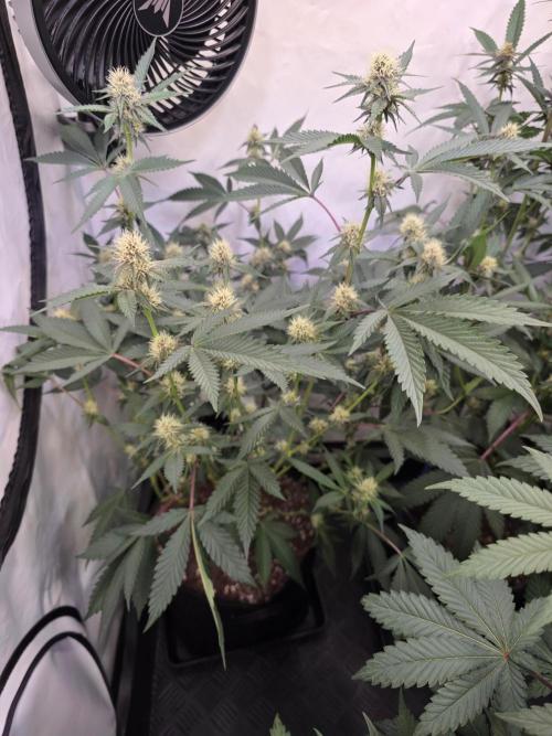 Super Buff Cherry● Colorado Nightshifter. Week 8