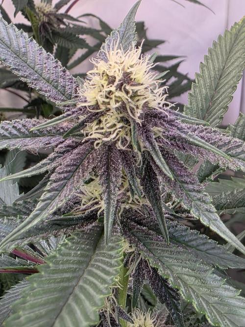 Super Buff Cherry● Colorado Nightshifter. Week 8
