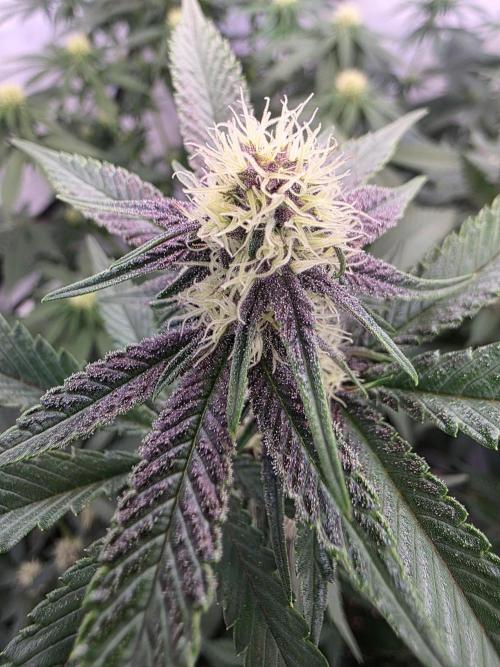 Super Buff Cherry● Colorado Nightshifter. Week 8