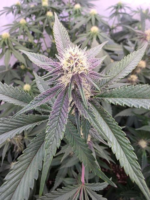 Super Buff Cherry● Colorado Nightshifter. Week 8