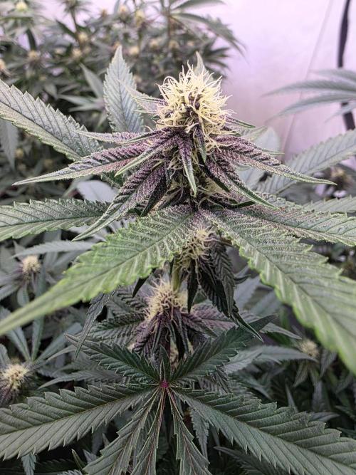 Super Buff Cherry● Colorado Nightshifter. Week 8