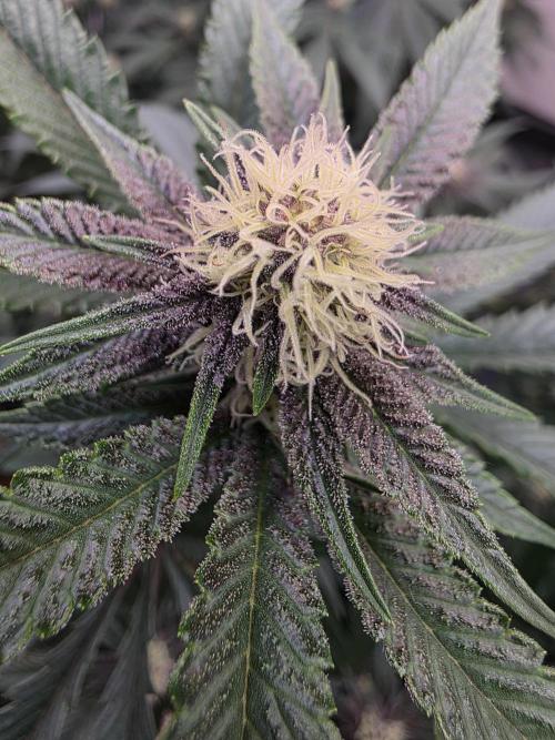 Super Buff Cherry● Colorado Nightshifter. Week 8