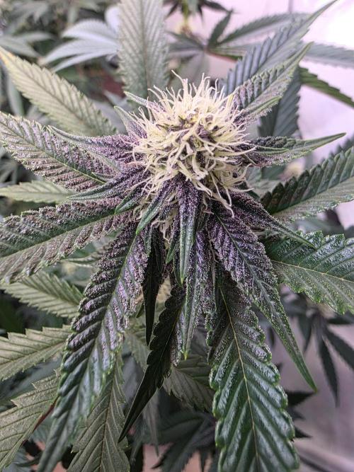 Super Buff Cherry● Colorado Nightshifter. Week 8