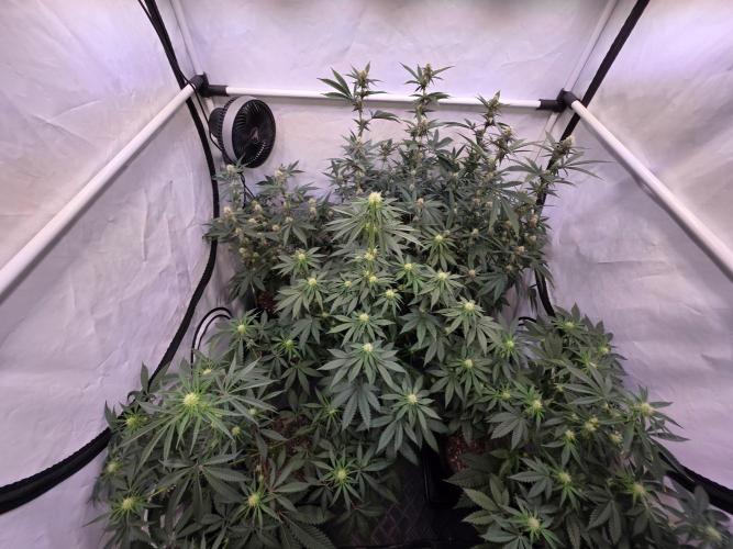 Super Buff Cherry● Colorado Nightshifter. Week 8
