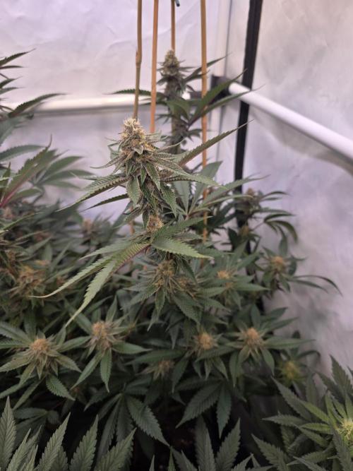 Super Buff Cherry● Colorado Nightshifter. Week 9 - Super Buff Cherry #26 