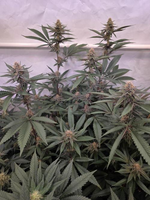 Super Buff Cherry● Colorado Nightshifter. Week 9 - Super Buff Cherry #26