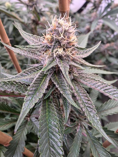 Super Buff Cherry● Colorado Nightshifter. Week 9 - Super Buff Cherry #26