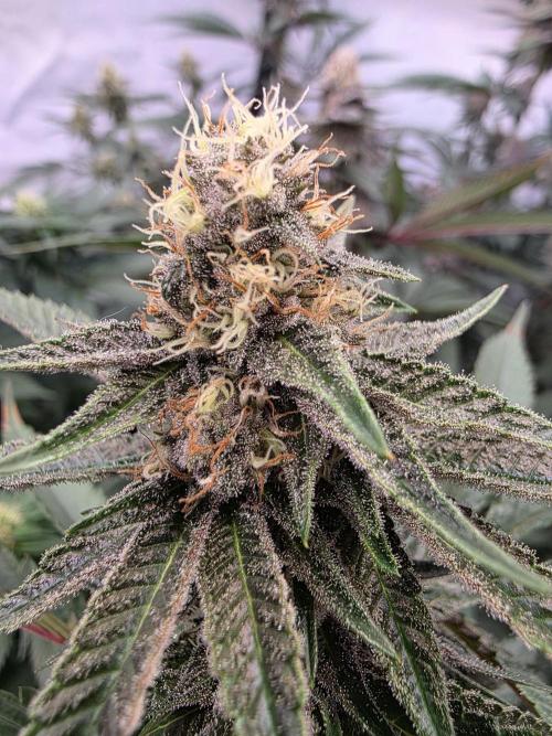 Super Buff Cherry● Colorado Nightshifter. Week 9 - Super Buff Cherry #26