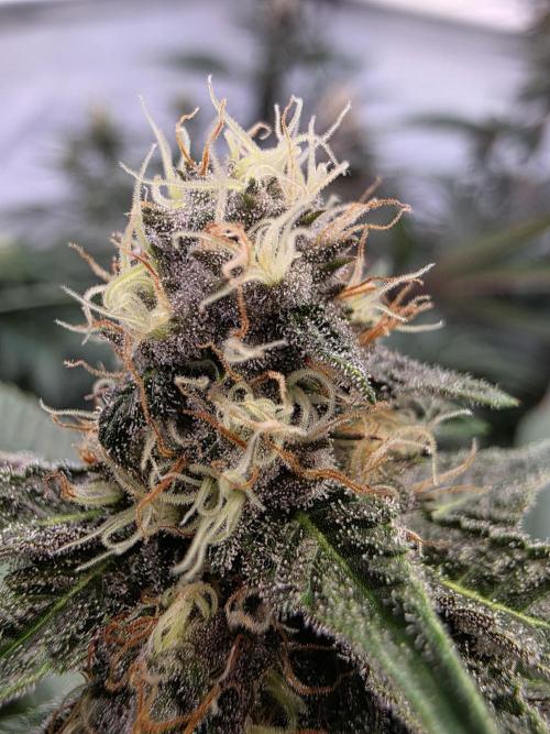 Super Buff Cherry● Colorado Nightshifter. Week 9 - Super Buff Cherry #26