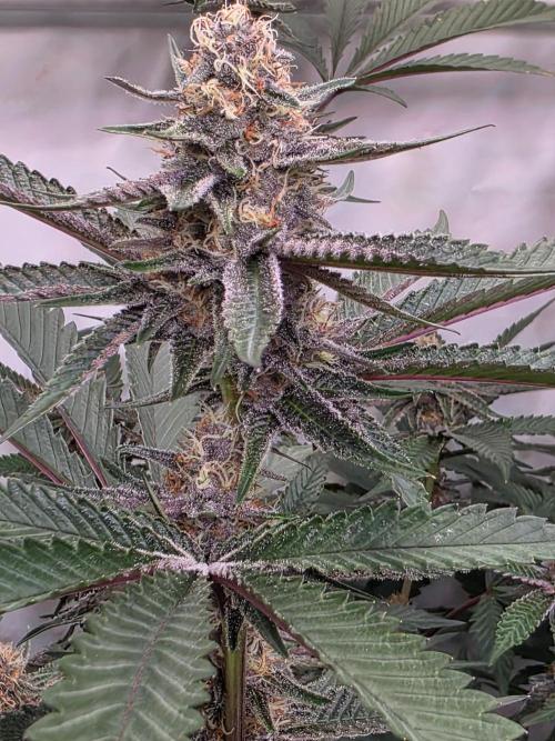 Super Buff Cherry● Colorado Nightshifter. Week 9 - Super Buff Cherry #26